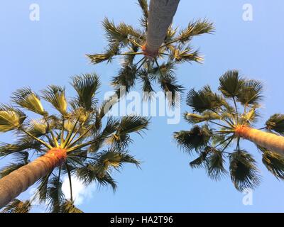 Ricerca di palme e cielo blu Foto Stock