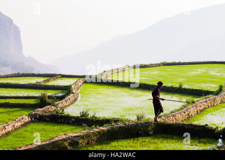 Un uomo che cammina per le banche stretta attraverso il suo riso risoni, utilizzando un lungo bastone per rimuovere foglie e altri detriti dall'acqua, Yuanyang, Cina Foto Stock
