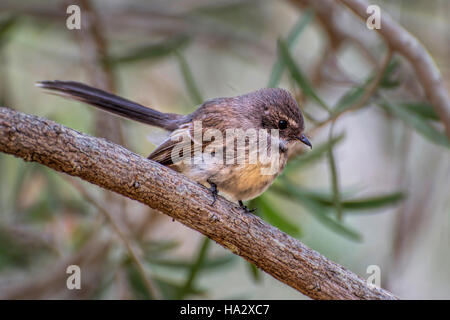 Grigio uccello a fiocco (Rhipidura albiscapa), Perth, Australia occidentale, Australia Foto Stock