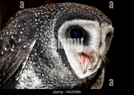 Close-up di un gufo mascherato, Australia Foto Stock