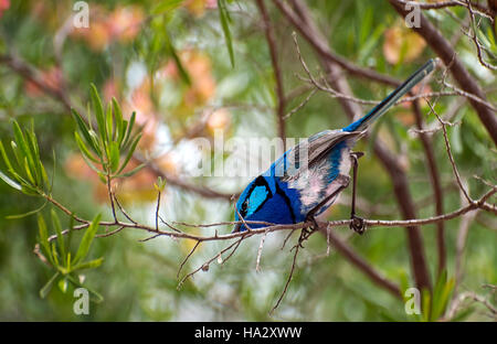 Superbo maschio fata wren uccello in un albero, Australia Foto Stock