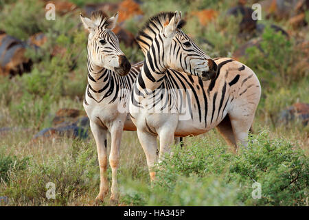 Due pianure (Burchells) zebre (Equus burchelli) in habitat naturale, Sud Africa Foto Stock