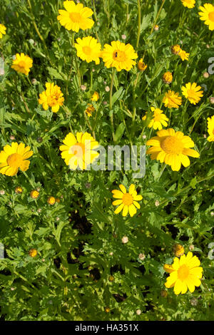 Saat-Wucherblume, Saatwucherblume, Saat- Wucherblume, Glebionis segetum, crisantemo segetum, mais calendula Foto Stock