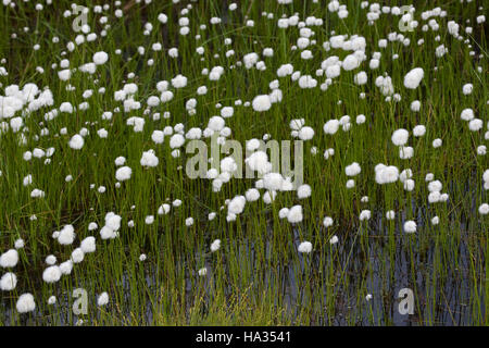 Scheuchzers Wollgras, Eriophorum scheuchzeri, bianco di Erba di cotone Foto Stock