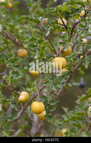 Sodomsapfel, Sodoms-Apfel, Früchte, Solanum sodomeum, Solanum linnaeanum, Devil's Apple, Apple di Sodoma, Solanaceae Nachtschattengewächse Foto Stock