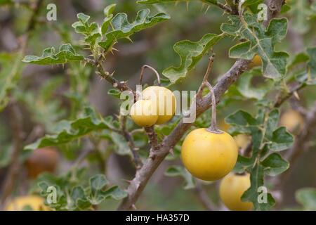 Sodomsapfel, Sodoms-Apfel, Früchte, Solanum sodomeum, Solanum linnaeanum, Devil's Apple, Apple di Sodoma, Solanaceae Nachtschattengewächse Foto Stock