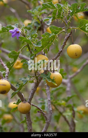 Sodomsapfel, Sodoms-Apfel, Früchte, Solanum sodomeum, Solanum linnaeanum, Devil's Apple, Apple di Sodoma, Solanaceae Nachtschattengewächse Foto Stock