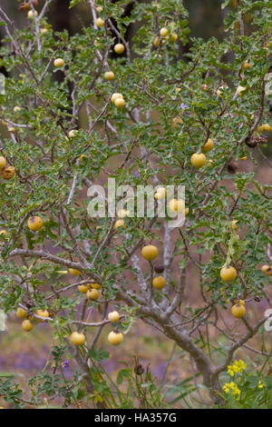 Sodomsapfel, Sodoms-Apfel, Früchte, Solanum sodomeum, Solanum linnaeanum, Devil's Apple, Apple di Sodoma, Solanaceae Nachtschattengewächse Foto Stock