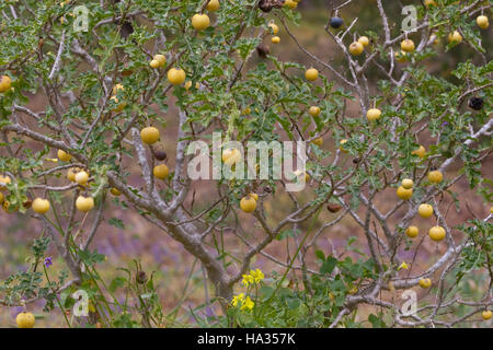 Sodomsapfel, Sodoms-Apfel, Früchte, Solanum sodomeum, Solanum linnaeanum, Devil's Apple, Apple di Sodoma, Solanaceae Nachtschattengewächse Foto Stock