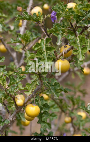 Sodomsapfel, Sodoms-Apfel, Früchte, Solanum sodomeum, Solanum linnaeanum, Devil's Apple, Apple di Sodoma, Solanaceae Nachtschattengewächse Foto Stock