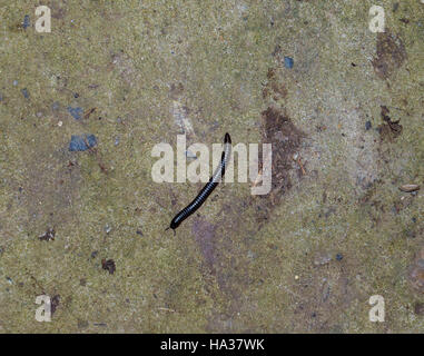 Strisciando sul cemento millepiedi. Millepiedi - millepiedi nero con forti armature. Foto Stock