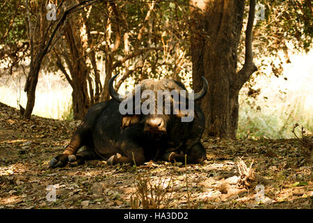 Bufalo africano, Syncerus caffer. Parco Nazionale di Mana Pools. Zimbabwe Foto Stock