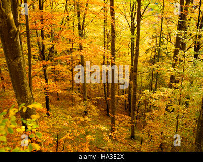 Bosco di latifoglie in autunno Foto Stock