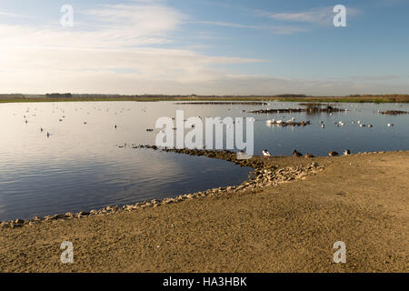 Wader lago a martin mera Wetland Centre Foto Stock