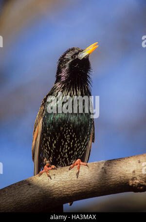 Starling comune o europeo, Starling (Sturnus vulgaris), maschio cantando/visualizzazione con collo disteso piume piume,Londra,UK Foto Stock