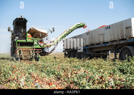 Harvester raccoglie i pomodori nel rimorchio Foto Stock