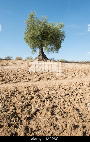 Un albero di olivo e terreno arato Foto Stock