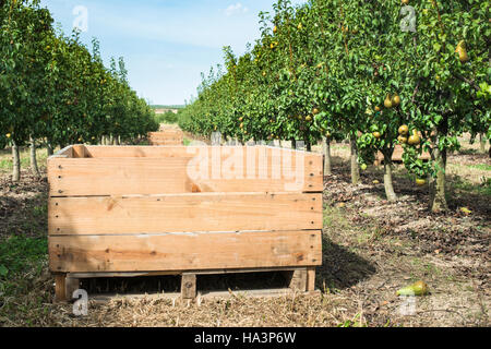 Le pere di Orchard. Alberi di pere e una grande cassa di legno Foto Stock