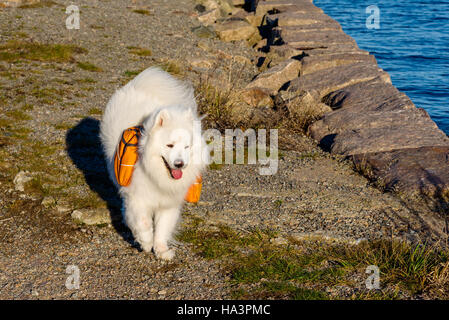 Bianco e peloso Samoiedo cane da lavoro camminando sul molo spazzate dal vento che indossa un arancio zaino. Foto Stock