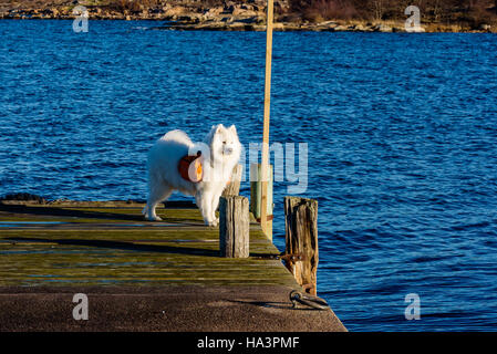 Bianco e peloso Samoiedo cane da lavoro camminando sul molo spazzate dal vento che indossa un arancio zaino. Foto Stock