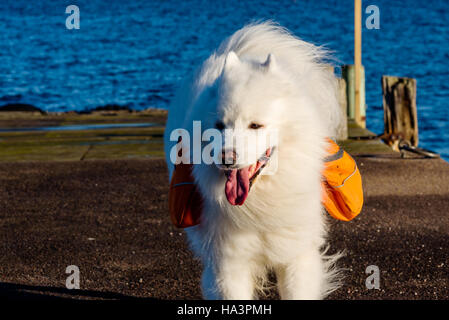 Bianco e peloso Samoiedo cane da lavoro camminando sul molo spazzate dal vento che indossa un arancio zaino. Foto Stock