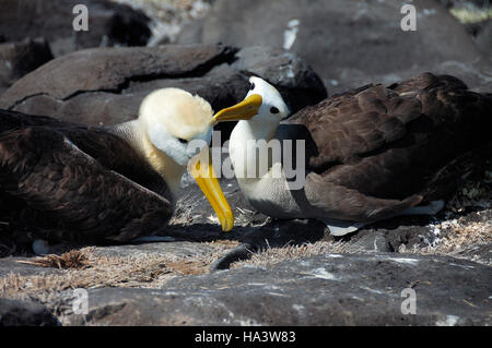 Rituali di corteggiamento, ondulata Albatross (Diomedea irrorata), Isole Galapagos, Ecuador, Sud America Foto Stock