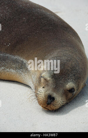 Le Galapagos Sea Lion (Zalophus wollebaeki), crogiolandosi al sole, isole Galapagos, Ecuador, Sud America Foto Stock