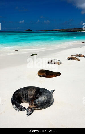 Le Galapagos i leoni di mare (Zalophus wollebaeki), crogiolandovi al sole, Cappa isola, isole Galapagos, Ecuador, Sud America Foto Stock