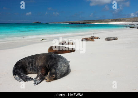 Le Galapagos i leoni di mare (Zalophus wollebaeki), crogiolandovi al sole, Cappa isola, isole Galapagos, Ecuador, Sud America Foto Stock