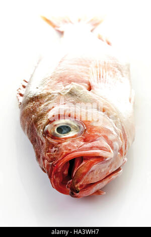 Pesce di rose, Norvegia eglefino o rosso Pesce persico (Sebastes marinus)