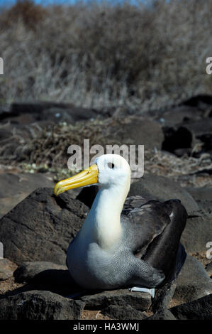 Sventolato Albatros o le Galapagos Albatros (Diomedea irrorata), Isole Galapagos, Ecuador, Sud America Foto Stock