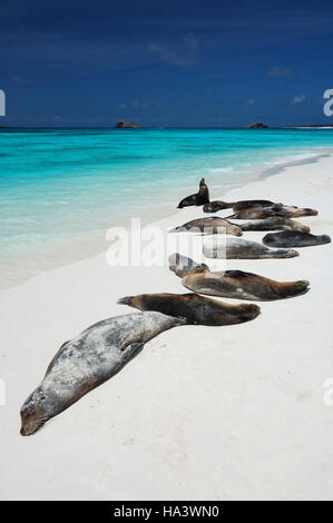 Le Galapagos i leoni di mare (Zalophus wollebaeki), poltrire al sole, Cappa isola, isole Galapagos, Ecuador, Sud America Foto Stock