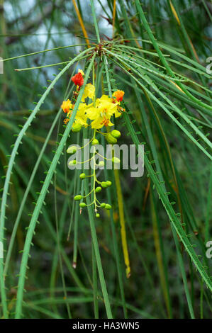 Mexican Palo Verde anche Gerusalemme thorn o Jellybean tree (Parkinsonia aculeata) in Bloom, Isole Galapagos, Ecuador Foto Stock