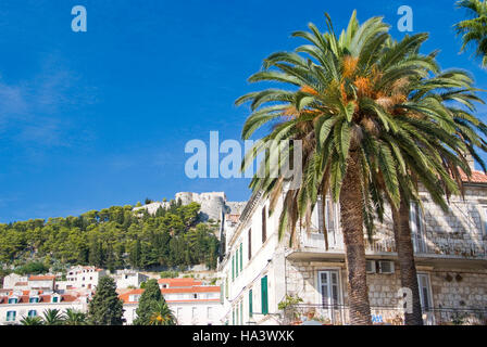 Le palme in parte anteriore del case, Hvar, Dalmazia, Croazia, Europa Foto Stock