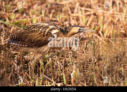 Un Botaurus stellaris perfettamente mimetizzati tra le canne su un Suffolk reedbed Foto Stock