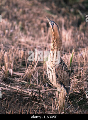 Un Botaurus stellaris si mescola perfettamente con lamelle circostante su un Suffolk reedbed Foto Stock