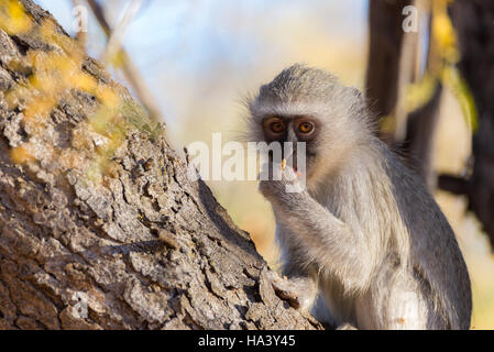 Vervet monkey (Chlorocebus pygerythrus) mangiare i dadi su un albero in Marakele National Park, meta di viaggio in Sud Africa. Close up. Foto Stock