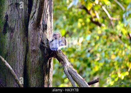 Scoiattolo grigio seduta in un albero di mangiare un dado Foto Stock