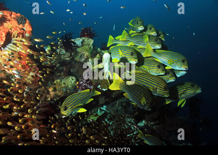 La scolarizzazione Glassfish e Ribboned Sweetlips a una colorata barriera corallina. Raja Ampat, Indonesia Foto Stock