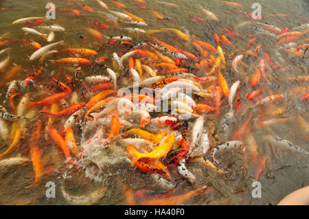 Carp (Fam; Cyprinidae) Foto Stock