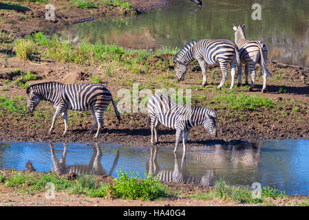 Mandria di zebre di bere dal fiume Shingwedzi nel Parco Nazionale di Kruger, importante meta di viaggio in Sud Africa. Foto Stock