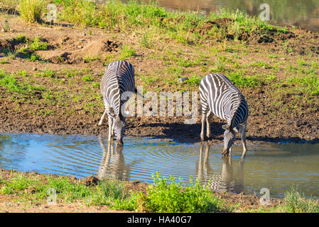 Mandria di zebre di bere dal fiume Shingwedzi nel Parco Nazionale di Kruger, importante meta di viaggio in Sud Africa. Foto Stock