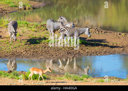 Mandria di zebre di bere dal fiume Shingwedzi nel Parco Nazionale di Kruger, importante meta di viaggio in Sud Africa. Foto Stock