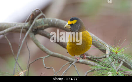 Giallo, nero & bianco serata colorata Grosbeak (Coccothraustes vespertinus) su un ramo di albero. Foto Stock