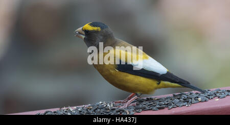 Giallo, nero & bianco serata colorata Grosbeak(Coccothraustes vespertinus) smettere di mangiare dove c è seme di uccelli diversi. Foto Stock