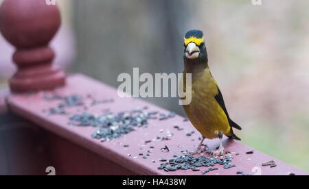 Giallo, nero & bianco serata colorata Grosbeak(Coccothraustes vespertinus) smettere di mangiare dove c è seme di uccelli diversi. Foto Stock