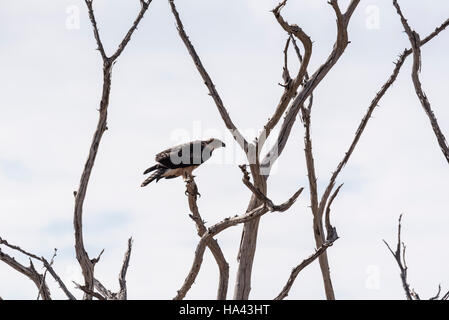 Un bambino Imperial Eagle appollaiato in una struttura ad albero Foto Stock