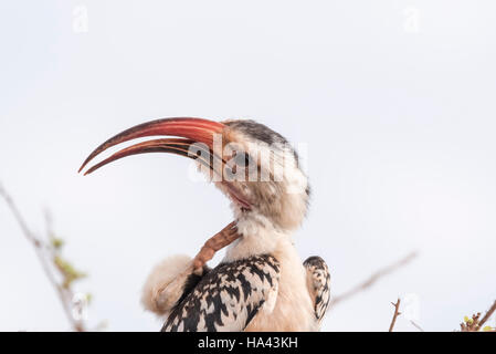 Un Red-Billed Hornbill graffiare stesso Foto Stock