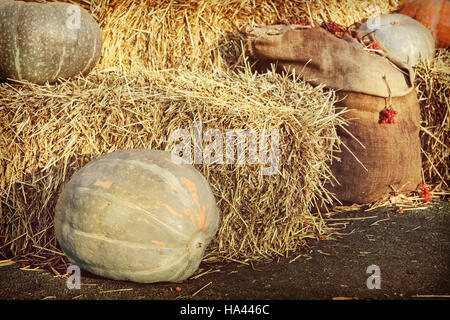 Display di ringraziamento della grande varietà di zucche e pile di fieno.in stile retrò tonica immagine. Foto Stock