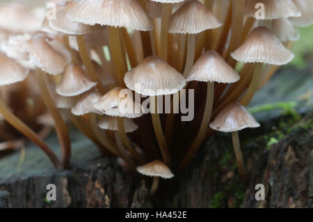 Funghi (Mycena inclinata) su un moncone in un verde muschio Foto Stock